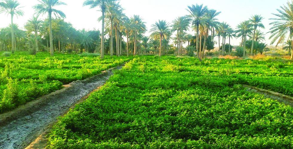 نماذج لمحاور السياسة الإصلاحية لحكومة العبادي 2014-2018
